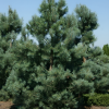 Сосна мелкоцветковая (Pinus parviflora) Глаука 40-50 С10 ГЕ/25