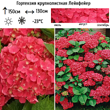 Основное изображение товара