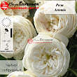 Роза чайно-гибридная 