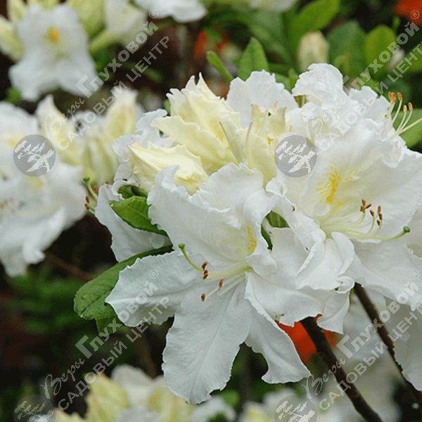 Азалия "Оксидол" на фото