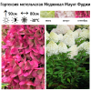 Гортензия метельчатая (Hydrangea paniculata) Меджикал Маунт Фуджи  С2 СП/25