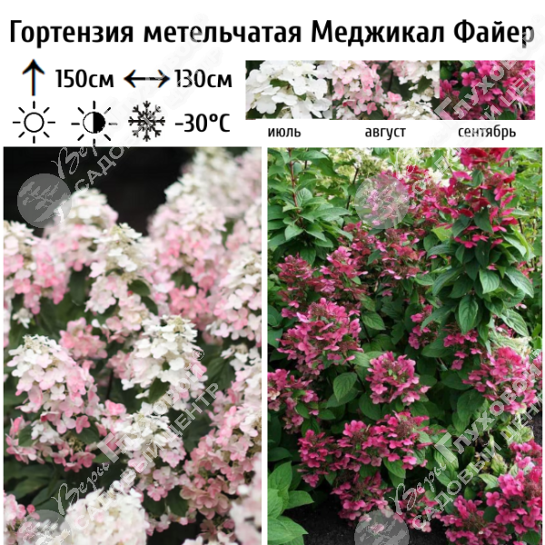 Гортензия метельчатая "Меджикал Файер" на фото