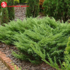 Можжевельник казацкий (Juniperus sabina) Мас d80-100 х h40-60 WRB40 СП/25