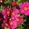 Лапчатка кустарниковая "Данни Бой" на фото