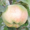Яблоня Богатырь (зимний сорт)