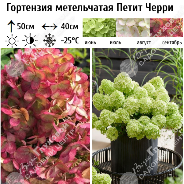 Гортензия метельчатая "Петит Черри" на фото