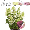 Гортензия метельчатая (Hydrangea paniculata) Пандриа С3 СП/24