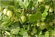 Крыжовник 