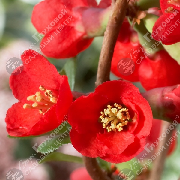 Хеномелес суперба на фото