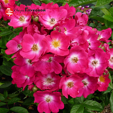 Основное изображение товара