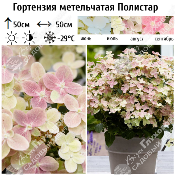 Гортензия метельчатая "Полистар" на фото