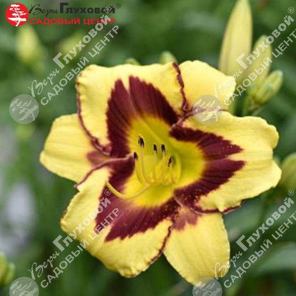 Лилейник "Калико Джэк" на фото