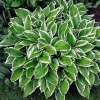Хоста волнистая (Hosta undulata) Альбомаргината С3 СП/24