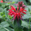 Монарда гибридная (Monarda) Гадэнвью Скарлет С2 ГлХ/26