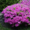 Азалия японская (Azalea japonica) 'Poukhanense' С3 ПЧ/24