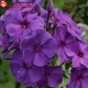 Флокс метельчатый (Phlox paniculata) Зе Кинг С3 СП/24