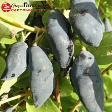 Основное изображение товара