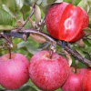 Яблоня красномясая Эдерман (осенний сорт)
