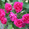 Роза Ругоза (Rosa rugosa) F.J.Grootendorst С5 НАп/25