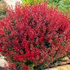 Барбарис Тунберга (Berberis thunbergii) Ред Компакт С3 СП/23