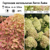 Гортензия метельчатая (Hydrangea paniculata) Литтл Лайм  С3 СП/26