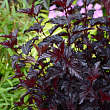 Пузыреплодник калинолистный 