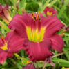 Лилейник (Hemerocallis) Пардон Ми Р9 РЛ/25