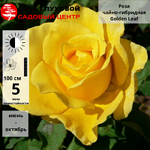 Основное изображение товара