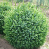 Ель сербская (Picea omorica) Нана Шт-80 С18 НБл/25