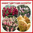 Набор гортензий 