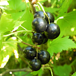 Смородина черная 