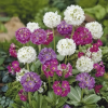 Примула мелкозубчатая (Primula denticulata) микс С2 РФр/26