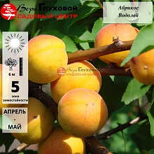 Абрикос Водолей (средний сорт) С1