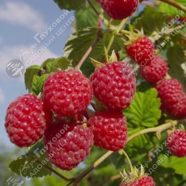 Малина "Глен Ампл" на фото