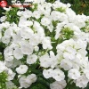 Флокс метельчатый (Phlox paniculata) Даниэль С3 ГлХ/24
