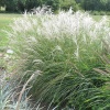 Мискантус китайский (Miscanthus sinensis) Грациелла С3 СП/24