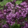 Сирень Мейера (Syringa meyeril) Флауэрфест Пурпл С3 ГлХ/23