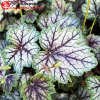Гейхера гибридная (Heuchera x hybrida) Венус С3 СП/24
