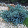 Можжевельник чешуйчатый (Juniperus sguamata) Блю Стар 30-40 С7,5 НБл/26