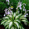 Хоста гибридная (Hosta hybridum) Кристмас Кэнди С2 ГлХ/26