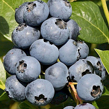 Основное изображение товара