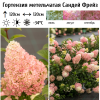 Гортензия метельчатая (Hydrangea paniculata) Сандей Фрейз  С2 СП/26