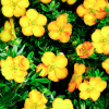 Лапчатка кустарниковая (Potentilla fruticosa) Аннет С3 СП/25
