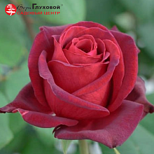 Основное изображение товара