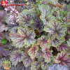 Гейхера (Heuchera) Бьюти Колор С3 ГлХ/23