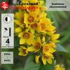 Вербейник обыкновенный (Lysimachia vulgaris) С3 ГлХ/23