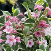 Вейгела цветущая (Weigela florida) Санни Фэнтези С3 СП/24