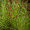 Осока Дэвелла (Carex davalliana) С3 РДт/23