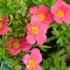 Лапчатка кустарниковая (Potentilla fruticosa) Беллиссима С3 СП/25