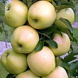 Яблоня колоновидная 
